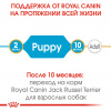 Royal Canin Jack Russel Puppy