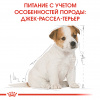 Royal Canin Jack Russel Puppy