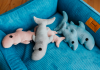Игрушка для собак и кошек акула-каракула Blue