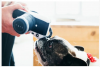 Мягкая игрушка для собак в виде фотоаппарата Pet Play - Lens Licker Camera