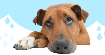 Как боль влияет на поведение собаки?