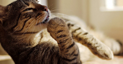 Как вывести шерсть из желудка кошки в домашних условиях?