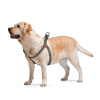 Шлея для собак Collar WAUDOG R-cotton с QR паспортом, из восстановленного хлопка, пластиковая пряжка, серый
