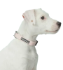 Нашийник для собак Glow Collar Pink Paikka