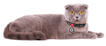 Нашийник для котів та собак нейлоновий WAUDOG Nylon з QR адресником, малюнок "Зебра", пластиковий фастекс