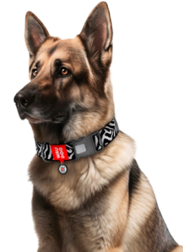 Нашийник для котів та собак нейлоновий WAUDOG Nylon з QR адресником, малюнок "Зебра", пластиковий фастекс