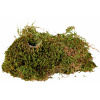 Trixie Terrarium Moss