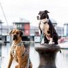 Поводок для собак Max & Molly - Blue Ocean