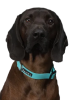 Нашийник для собак Glow Collar Aqua Paikka