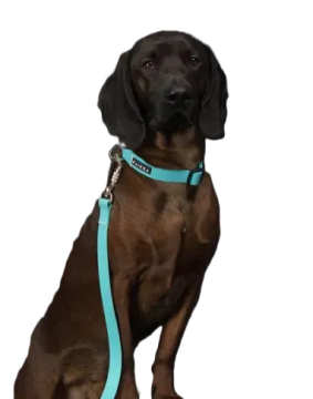 Ошейник для собак Glow Collar Aqua Paikka