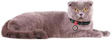 Нашийник для котів та собак нейлоновий WAUDOG Nylon з QR адресником, малюнок "Луска", пластиковий фастекс