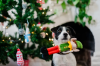 Іграшка для собак MerryWoofmas Santa’sLittleElf-er Pet Play