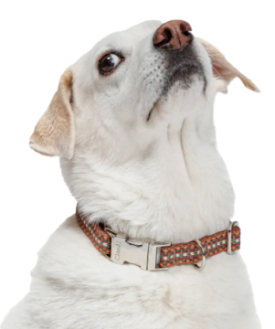 Нашийник для собак Cloud7 Prater Коричневий