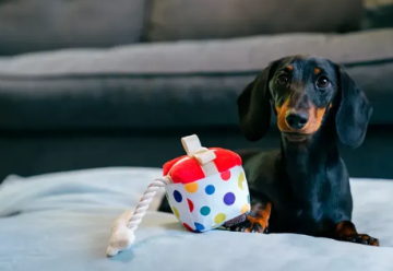 Игрушка для собак Party Time Collection - Party Present Pet Play (Standart) 