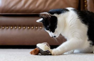 Игрушка для кошек Feline Frenzy - Woodland Racoon & Squirrel Pet Play