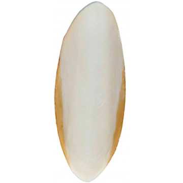 Trixie Set of Cuttle Fish Bones