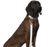 Повідець для собак Glow Leash 180 см Paikka