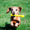 Jolly Pets Flex-N-Chow Small Гибкая игрушечная кость для собак