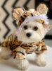 DoggyDolly Tiger Одежда для собак курточка