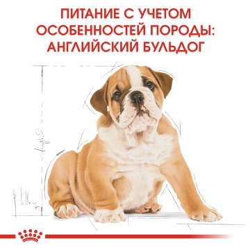 Royal Canin Bulldog Puppy
