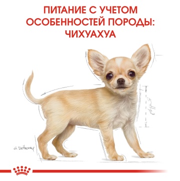 Royal Canin Chihuahua Puppy