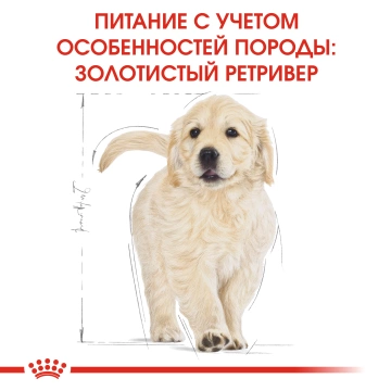 Royal Canin Golden Retriever Puppy