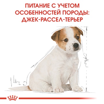 Royal Canin Jack Russel Puppy
