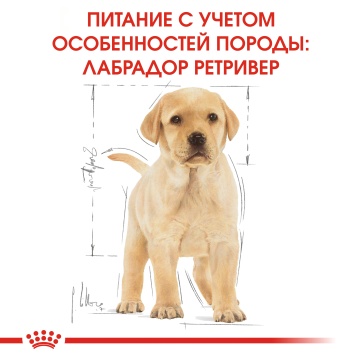 Royal Canin Labrador Retriever Puppy