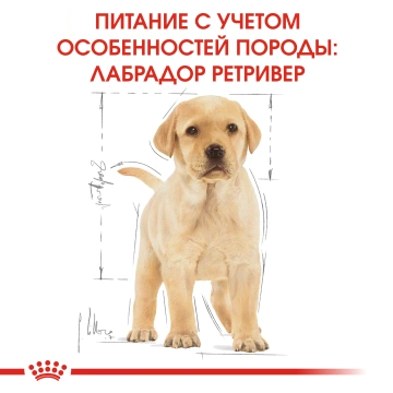 Royal Canin Labrador Retriever Puppy (Junior)