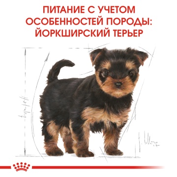 Royal Canin Yorkshire Terrier Puppy