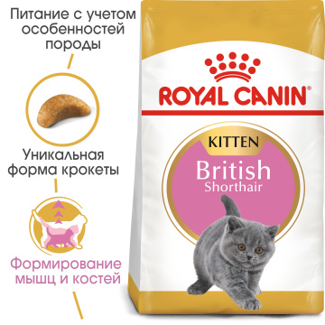 Royal Canin British Shorthair Kitten