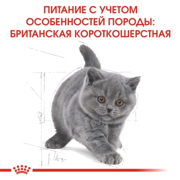 Royal Canin British Shorthair Kitten