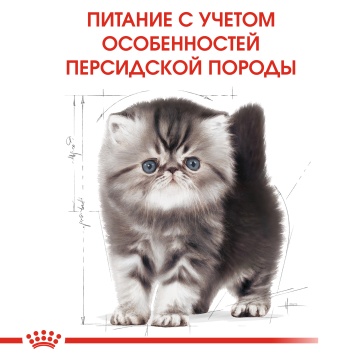 Royal Canin Persian Kitten