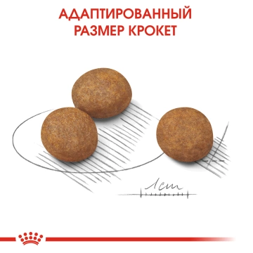 Royal Canin Maxi Puppy