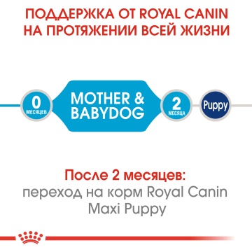 Royal Canin Medium Starter