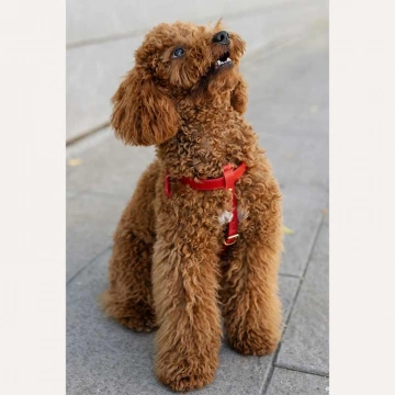 Шкіряна шлея BranniPets - Arnés Nara Red