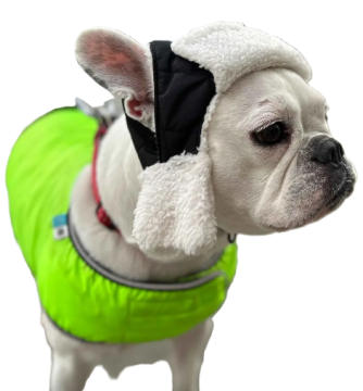 Шапка стеганая DogsBomba черная