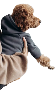 Толстовка DogsBomba карман серая