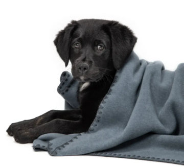 Плед для собак Cloud7 Блакитний