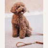 Кожаный ошейник BranniPets - Nara studded camel collar