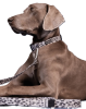Повідець для собак Glow Leash 180 см Paikka 2.0