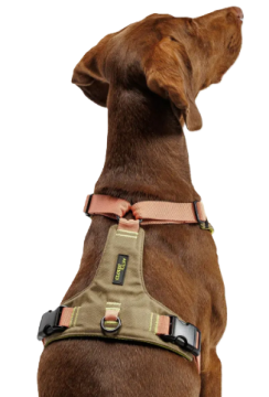 Y-подібна шлейка для собак Cloud7 Y-2 Harness AKTIV Персиковий