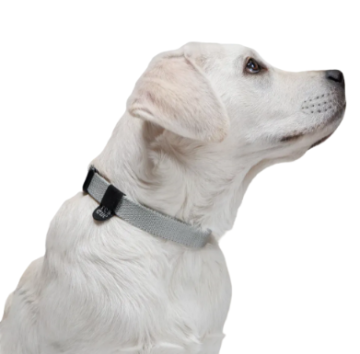 Повсякденний нашийник для собак Cloud7 Rescue Basic Сріблястий