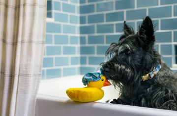 Игрушка для собак Splish Splash - Bubbles the Duck Pet Play