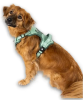 Шлейки для собак Max & Molly Smart ID Sport Harness Matrix 2.0 Jade нефритового кольору