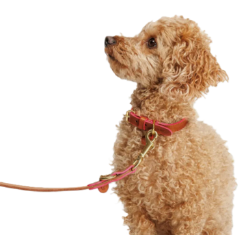 Повідець для собак Cloud7 Prince Park Рожевий