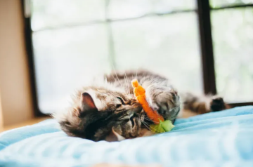 Игрушка для кошек Feline Frenzy - Farm to Tabby Pet Play 