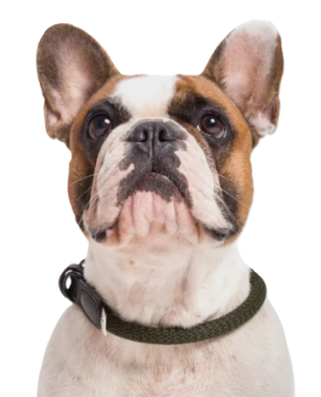 Нашийник для собак Cloud7 Mauerpark Оливковий