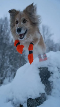 Високі черевики для собак Contact bootie high Non-stop dogwear Помаранчевий