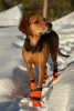 Високі черевики для собак Contact bootie high Non-stop dogwear Помаранчевий